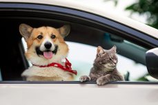 Wie nehme ich mein Haustier sicher im Auto mit?